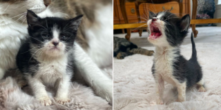 Officer Gretchen Bryne, Cat Cop, Bocaratona, cartoon, cartoons, cartoon kittens, Marc Antony and Pussyfoot, Batcat, cute kittens, rescued kittens, BKA, Byrne's Kitten Academy, Coral Springs Humane Unit, Florida