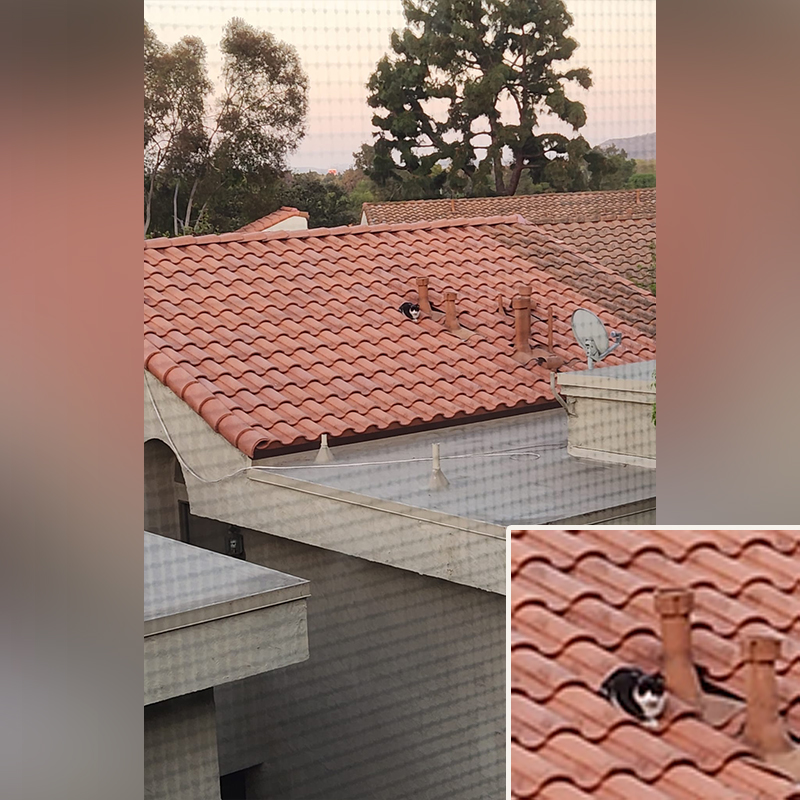 Vickie Chen, David Loop, Sierra Pacific Furbabies, cat on a hot tile roof, Los Angeles, California, cat rescue from rooftop with a bucket truck, Southern California Cat and Kitten Rescue Network 2.0, 2