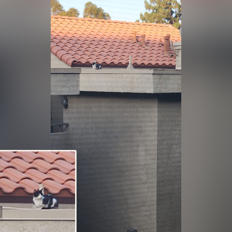 Vickie Chen, David Loop, Sierra Pacific Furbabies, cat on a hot tile roof, Los Angeles, California, cat rescue from rooftop with a bucket truck, Southern California Cat and Kitten Rescue Network 2.0, 1