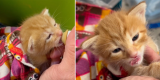 Catty Shack Rescue, Prescott, Arizona, Susan Smart, ear wiggles, champion ear wiggler, orange tabby, barn kittens, rescued kittens, bottle babies, bottle feeding kittens