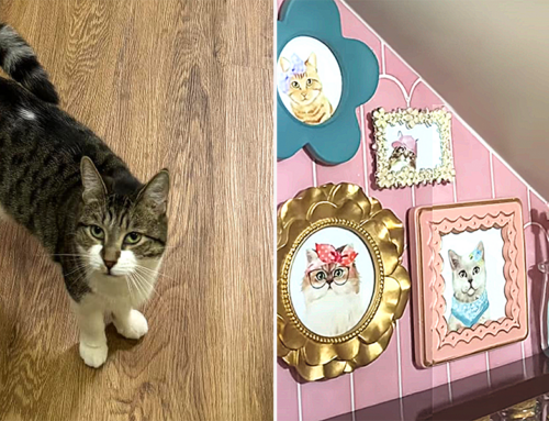 Carpenter Spoils Cat That Spent Years In a Shelter With Her Own Cute ‘Kitty Apartment