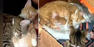 Aysha Clever, Ohio, Columbus, Chillicothe, Cheeto, Moose, and Mellow, Throuple of cats raise kittens together, Kitten's father cares for them, Communally raised kittens, Cat family