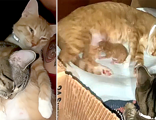A Meowdel Father Cat Surprises Everyone Caring For His Pregnant Mate, But He Had A BIG Secret!!