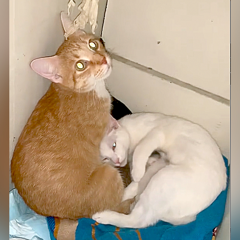 Aysha Clever, Ohio, Columbus, Chillicothe, Cheeto, Moose, and Mellow, Throuple of cats raise kittens together, Kitten's father cares for them, Communally raised kittens, Cat family, 4