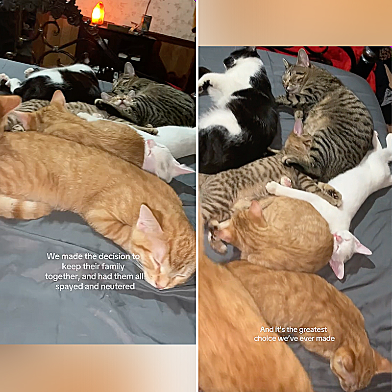 Aysha Clever, Ohio, Columbus, Chillicothe, Throuple of cats raise kittens together, Kitten's father cares for them, Communally raised kittens, Cat family, 2