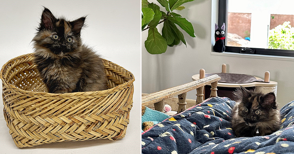 Cutest Rare Intersex Kitten Shows Life Is Diverse As a Tortoiseshell Cat's Unique Coat Cole