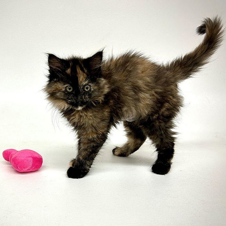 Cutest Rare Intersex Kitten Shows Life Is Diverse As a Tortoiseshell Cat's Unique Coat Cole