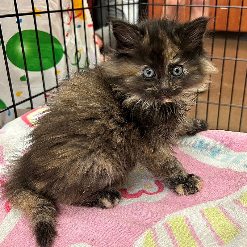 Humane Society of Central Oregon, Intersex Kitten, Cindi, Cinder, Tortoiseshell kitten is both male and female, unicorn cat, feline gender, Feline DSD, Chimerism, Aneuploidy, Polyploidy, Mosaicism, chromosomes, XXY, 2