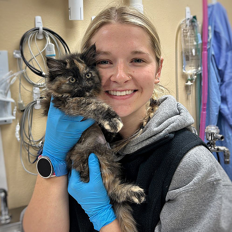 Humane Society of Central Oregon, Intersex Kitten, Cindi, Cinder, Tortoiseshell kitten is both male and female, unicorn cat, feline gender, Feline DSD, Chimerism, Aneuploidy, Polyploidy, Mosaicism, chromosomes, XXY, 3