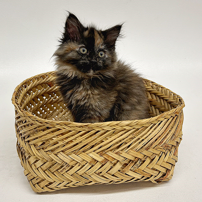 Humane Society of Central Oregon, Intersex Kitten, Cindi, Cinder, Tortoiseshell kitten is both male and female, unicorn cat, feline gender, Feline DSD, Chimerism, Aneuploidy, Polyploidy, Mosaicism, chromosomes, XXY, 5