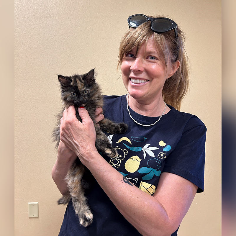 Humane Society of Central Oregon, Kitten, Cindi, Cinder, Tortoiseshell kitten is both male and female, unicorn cat, feline gender, Feline DSD, Chimerism, Aneuploidy, Polyploidy, Mosaicism, chromosomes, XXY, adopted