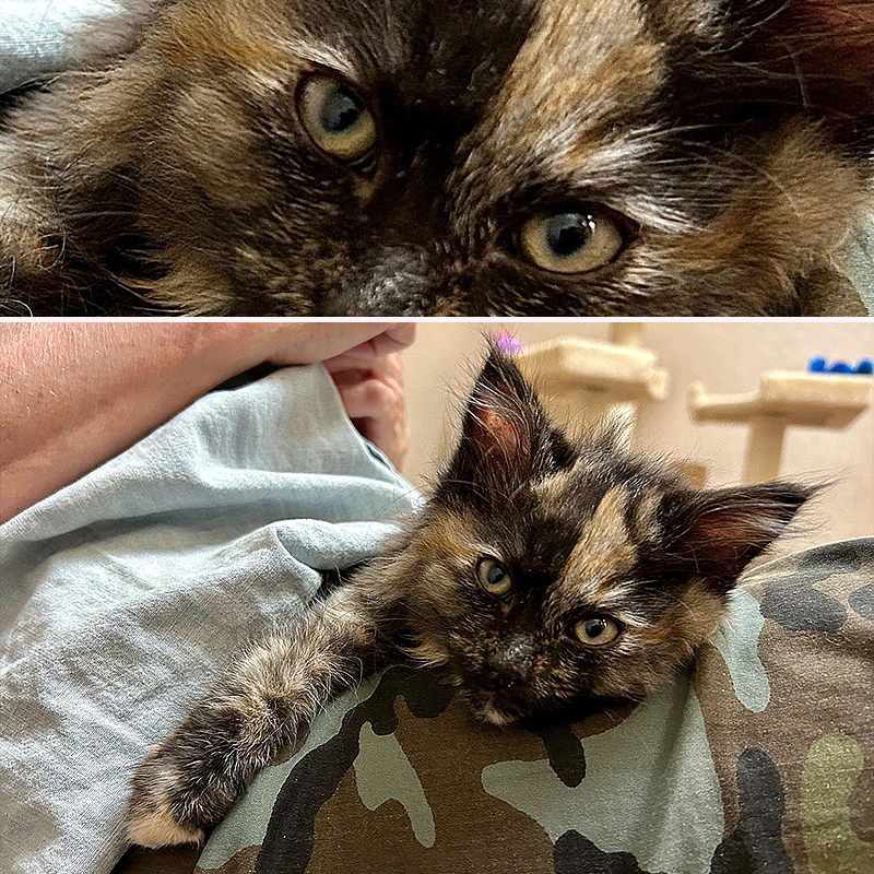 Humane Society of Central Oregon, Kitten, Cindi, Cinder, Tortoiseshell kitten is both male and female, unicorn cat, feline gender, Feline DSD, Chimerism, Aneuploidy, Polyploidy, Mosaicism, chromosomes, XXY, adopted 2