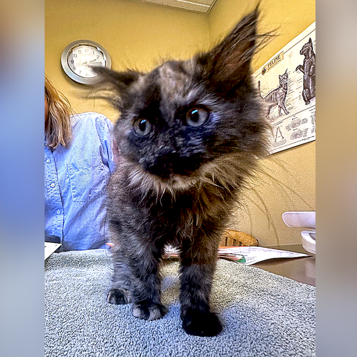Cutest Rare Intersex Kitten Shows Life Is Diverse as a Tortoiseshell