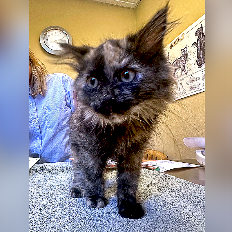 Humane Society of Central Oregon, Kitten, Cindi, Cinder, Tortoiseshell kitten is both male and female, unicorn cat, feline gender, Feline DSD, Chimerism, Aneuploidy, Polyploidy, Mosaicism, chromosomes, XXY, vet check