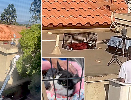 Cat On a Hot Tile Roof Finally Gets Help From a Heroic Rescuer After Month-Long Effort