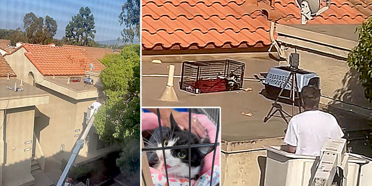 Vickie Chen, David Loop, Sierra Pacific Furbabies, cat on a hot tile roof, Los Angeles, California, cat rescue from rooftop with a bucket truck, Southern California Cat and Kitten Rescue Network 2.0