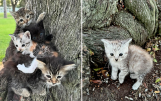 Del Gato Rescue, Los Angeles, Hollywood, Mountain kittens, Consuelo Gonzalez, South Gate Park, six rescued kittens, Bell Gardens,