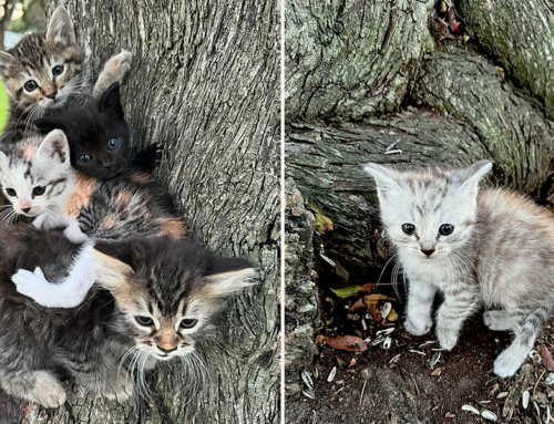 Tell-Tale Clues Reveal a Puzzling Background for Six Kittens Hiding in a Park