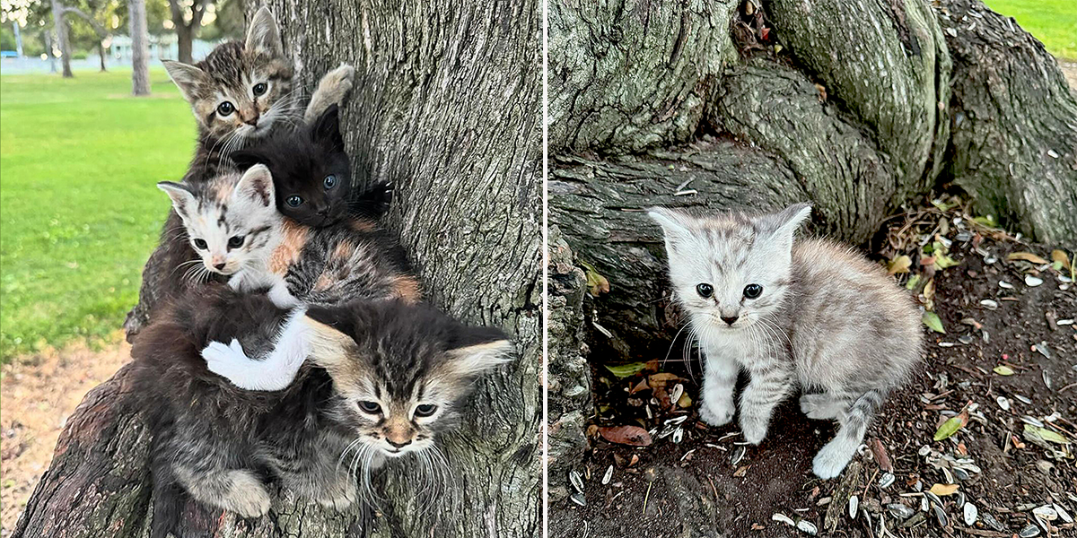 Del Gato Rescue, Los Angeles, Hollywood, Mountain kittens, Consuelo Gonzalez, South Gate Park, six rescued kittens, Bell Gardens,