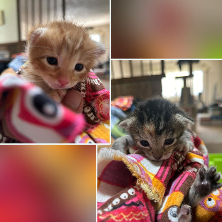 'Champion Ear Wiggler' Kitten is Ready for Take Off in Foster Home ...