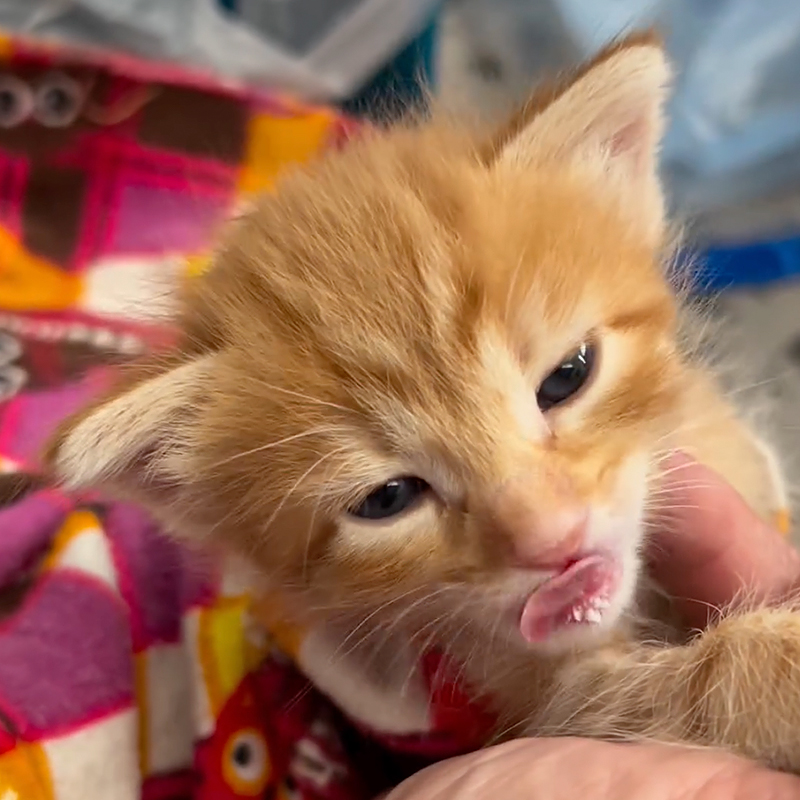 Catty Shack Rescue, Prescott, Arizona, Susan Smart, ear wiggles, champion ear wiggler, orange tabby, barn kittens, rescued kittens, bottle babies, bottle feeding kittens, 2