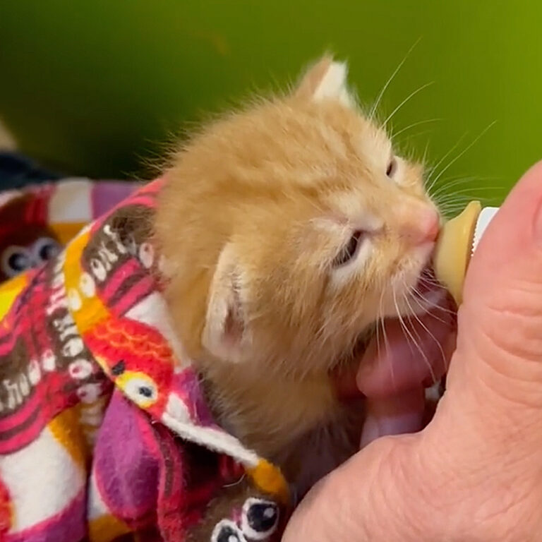 'Champion Ear Wiggler' Kitten is Ready for Take Off in Foster Home ...