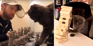 randon Farris, comedian, Sacramento, Zelda, grey rescued kitten, game night, games with cat, card games, board games, chess with a kitten, Zelda Majoria Farris, Jenga, chess