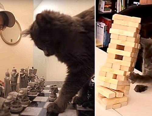 What Could Pawsibly Go Wrong When Dad Hosts Game Night with a Kitten?