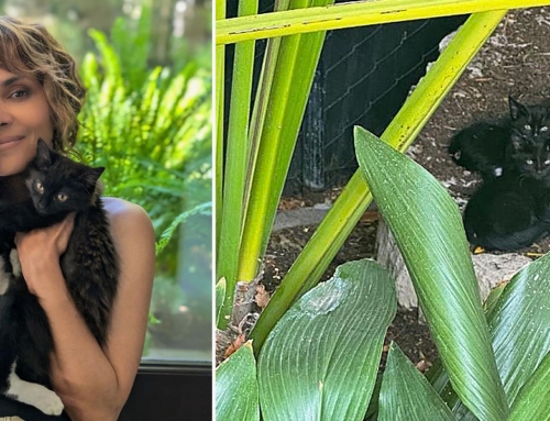 Former ‘Catwoman’ Found a Family of Black Cats in Her Yard, and Here’s How it Turned Out!