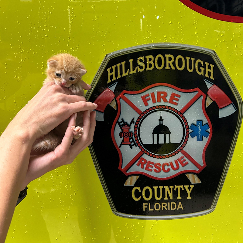 Hillsborough County Fire Rescue, Tampa, Florida, 10 kittens saved from home fire, Foster Squad, Pet Resource Center, Hillsborough County, pet oxygen masks, 10