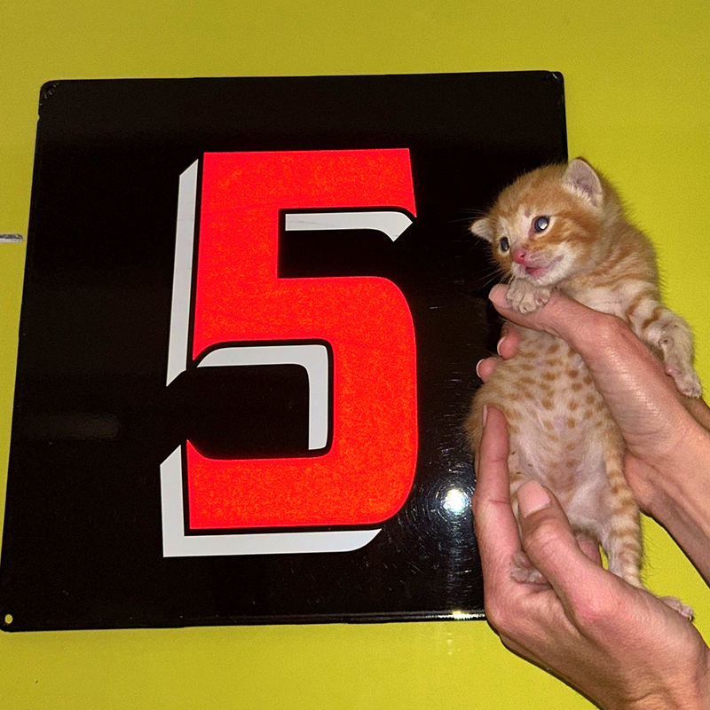  Hillsborough County Fire Rescue, Tampa, Florida, 10 kittens saved from home fire, Foster Squad, Pet Resource Center, Hillsborough County, pet oxygen masks, 9