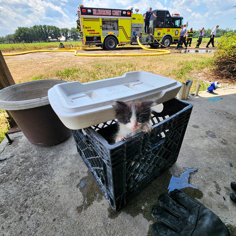  Hillsborough County Fire Rescue, Tampa, Florida, 10 kittens saved from home fire, Foster Squad, Pet Resource Center, Hillsborough County, pet oxygen masks, 8