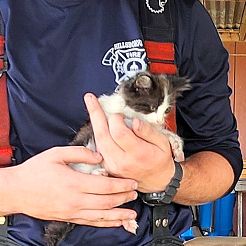  Hillsborough County Fire Rescue, Tampa, Florida, 10 kittens saved from home fire, Foster Squad, Pet Resource Center, Hillsborough County, pet oxygen masks, 6