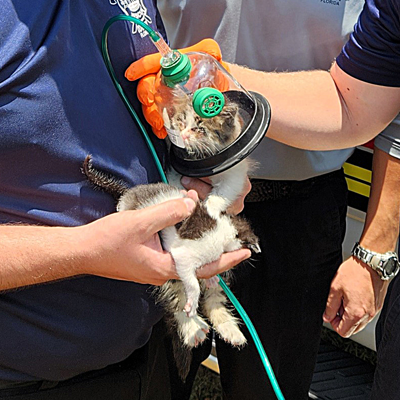 Hillsborough County Fire Rescue, Tampa, Florida, 10 kittens saved from home fire, Foster Squad, Pet Resource Center, Hillsborough County, pet oxygen masks, 4