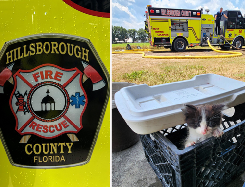 Things Get Downright Adorable When a Tampa-Area Fire Rescue Saves the Day for Kittens