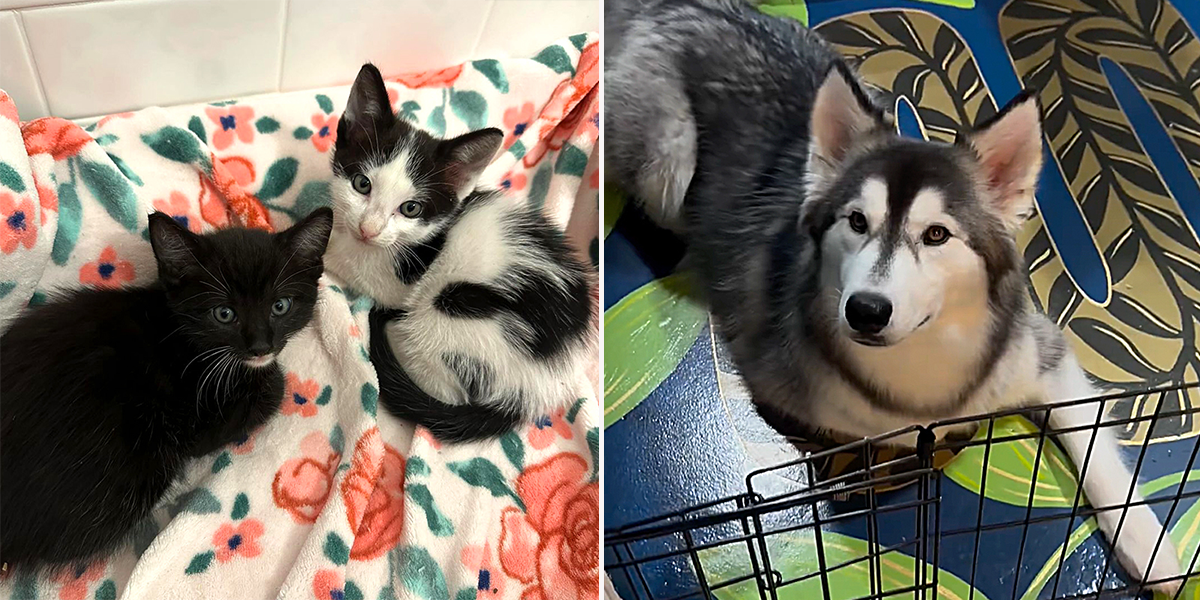 Kelly Rooney's Fosters, Cow and Chicken, foster kittens found in a yard, Kylo the Siberian Husky is foster uncle to kittens, Palm Beach County, Florida, fostering kittens, pet adoption, SWAP Transportation and Rescue