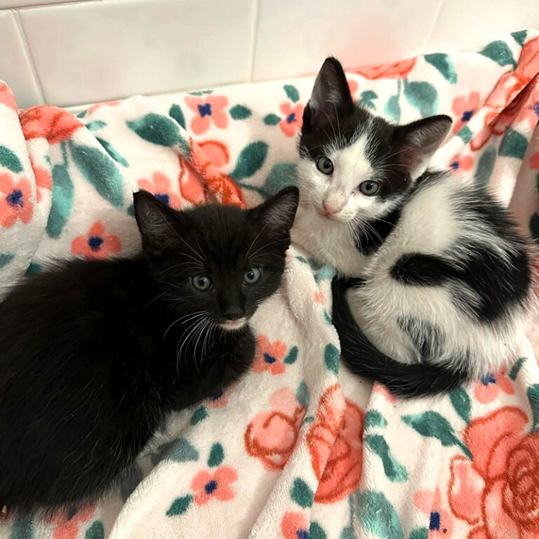 Canine Foster Uncle Excitedly Greets 'Cow and Chicken' Kittens Each ...