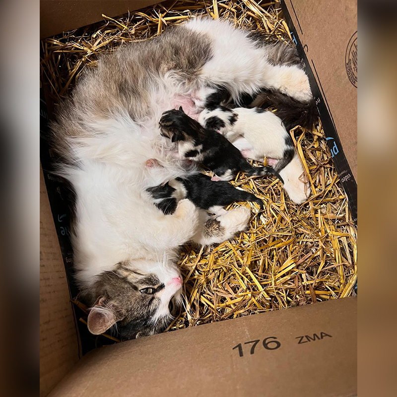 Kollasch Family Farms, Matt and Hilary Kollasch, Whittemore, Iowa, Appenzeller Spitzhauben crested chicken, litter of barn cat's kittens, hen guards kittens, 5