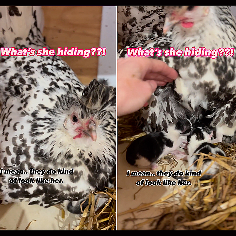 Kollasch Family Farms, Matt and Hilary Kollasch, Whittemore, Iowa, Appenzeller Spitzhauben crested chicken, litter of barn cat's kittens, hen guards kittens, 3