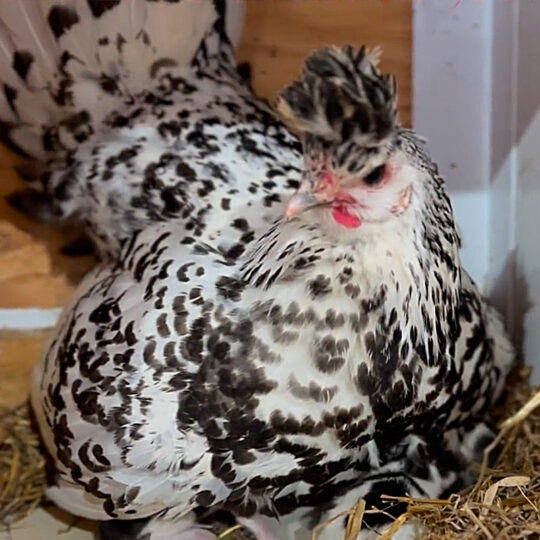 Protective Mama Hen Gives a Family of Farmers and One Barn Cat An ...