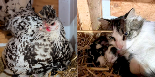 Kollasch Family Farms, Matt and Hilary Kollasch, Whittemore, Iowa, Appenzeller Spitzhauben crested chicken, litter of barn cat's kittens, hen guards kittens