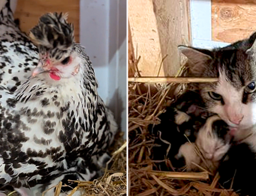 Protective Mama Hen Gives a Family of Farmers and One Barn Cat An Adorable Surprise!