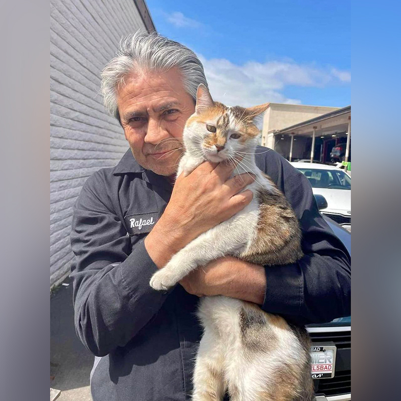 Love Your Feral Felines, San Diego, California, Sophia, Barn Cat Program, Kia Dealership, Carlsbad, Stella, friendly barn cats, barn cats turned people cats, Cat Man Chris, 1