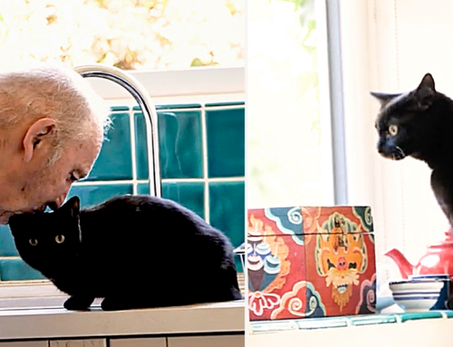 Elusive Black Cat Juno Finally Caught on Camera with Her Adoring Dad