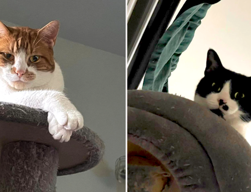Two Abandoned Furry Family Members Couldn’t Be More Deserving Of Purrmanent Home