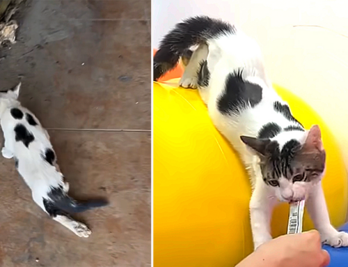 Paralyzed ‘Milou’ the Kitten Bounces Back and Helps Save Hundreds of Animals in Lebanon