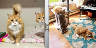 Exploits Valley SCPA, Labrador, Newfoundland, Canada, senior cats Mya and Hawkins, Golden Girls, adopting a senior cat to give them their golden years, Alicia Powell, rescue, adoption