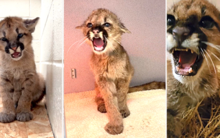 The Oakland Zoo, Mountain Lion cubs, Orphaned Mountain Lions, growls, Willow and Maple, Rose and Holly, rescued mountain lions from California