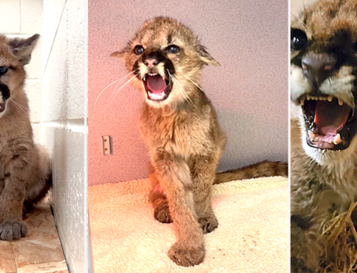 The Fiercest Growly Greetings From Rescued Orphan Mountain Lion Cubs at The Oakland Zoo