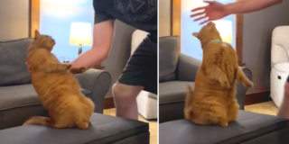 Edgar and Oliver, edgardian_leviosa, Trust Fall, Trust Falls, orange cat behavior, cat falls backward for dad to catch him, Nala the Golden Retriever, trust,